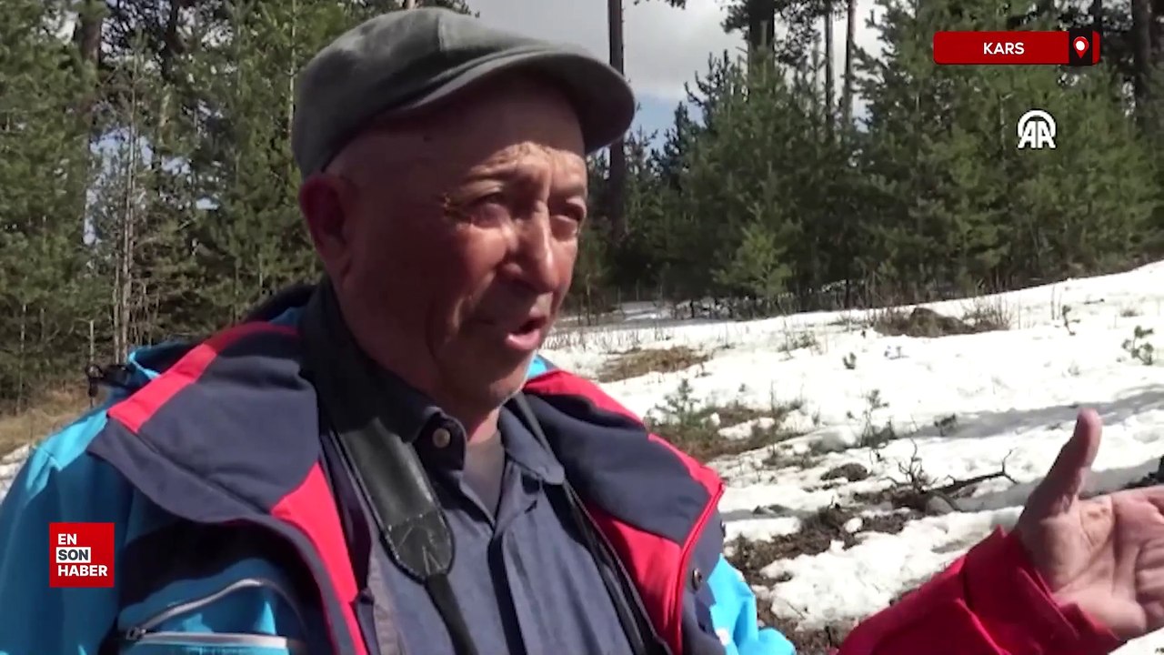 Kars'ta 'Baharın müjdecisi' kardelen ve çiğdemler doğayı süsledi