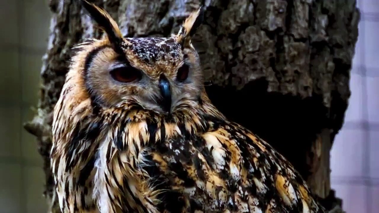 Eagle Owl