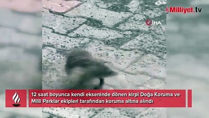 12 saat boyunca kendi ekseninde dönen kirpi şaşkına çevirdi! Ekipler müdahale eti
