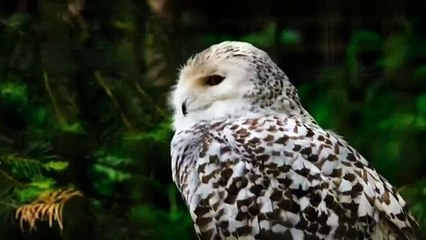 Snowy Owl 2