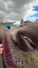 Tapirs get relaxing spa treatment at Peak Wildlife Park