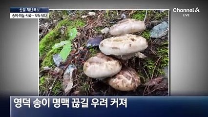 의성 마늘·영덕 송이…산불로 모두 잃었다