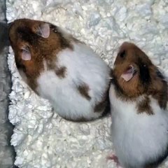 🐹 Welcome to the Ultimate Hamsters Adventure! 🐹 In this delightful video,