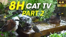Cat TV For Cats To Watch Hypnotic Bird Watching for Curious Cats - CatTV Central PART 2
