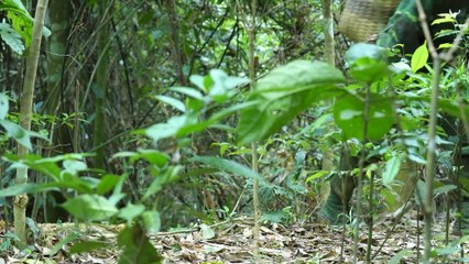 EP.445 - Armadilhas eficazes para galinhas, pesca, aproveitando especialidades naturais
