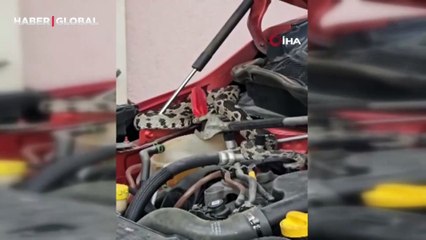 Manisa'da arabanın motorundan çıkan 1 metrelik engerek ekipleri şoke etti!