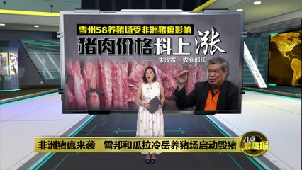 雪州非洲猪瘟爆发，猪肉价格飙升🛑