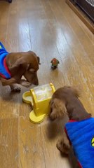 Lovebird Watches as Dogs Play With Toy