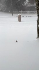 Stealthy Squirrel Uses Snow to Move Between Trees