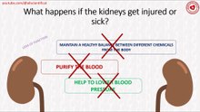 What happens if the kidneys get injured or sick?