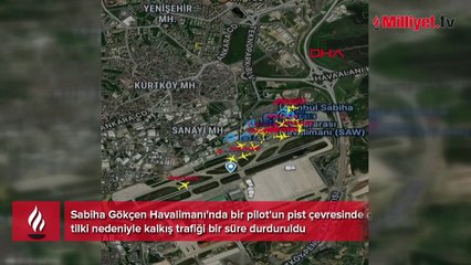 Sabiha Gökçen Havalimanı apronunda tilki alarmı! Kalkış trafiği bir süre durdu