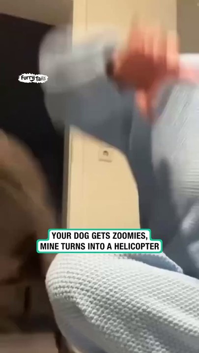 Dog spinning around very fast