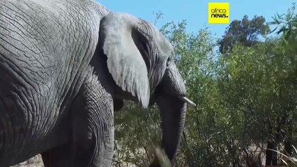 Malawi-Zambie : attaquées par des élephants, des communautés menacent de saisir la justice