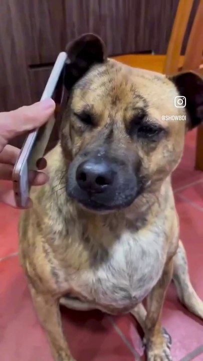 Dog guys