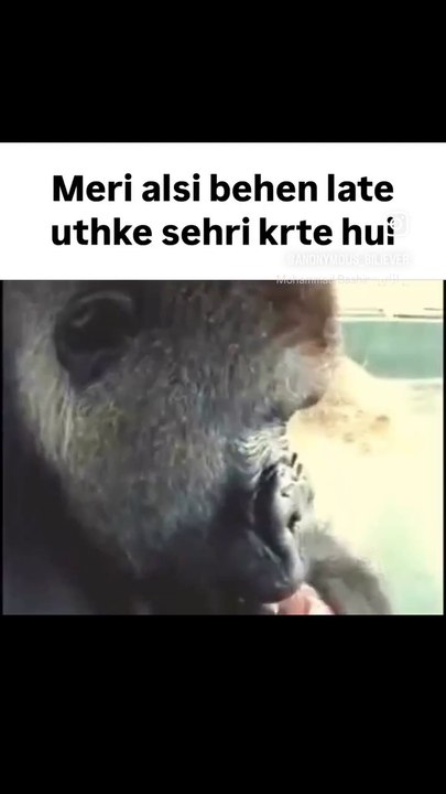 Funny animals