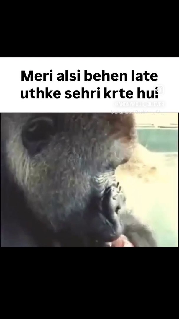 Funny animals
