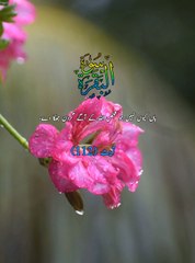 Surah Al-Baqarah Ayat 112 سورة البقرة آیت