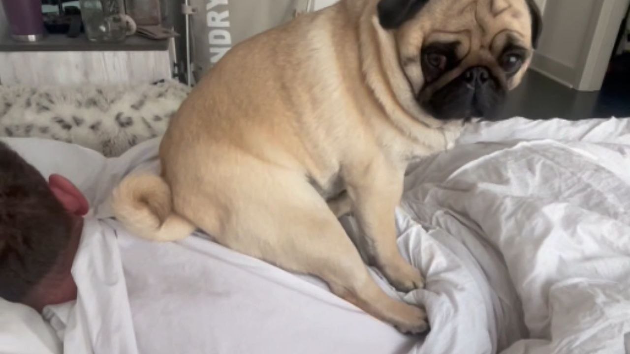 Pug makes sure owner wakes up in the best mood by sticking as close as possible