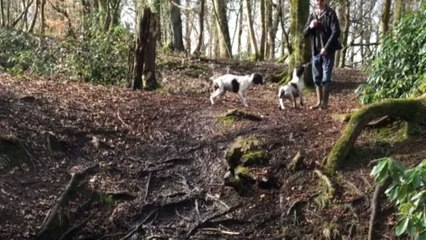 Man tries to follow playful pups into the water but hilariously miscalculates his landing