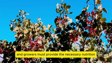 🌰 Pistachio Harvest Made EASY! 🚜 | Modern Machinery in Action | 1080p