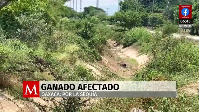 Altas temperaturas en Oaxaca comienzan a afectar a productores ganaderos