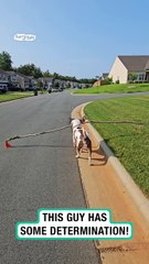 Lach dich schlapp mit Lustige Pfoten Ч. 24