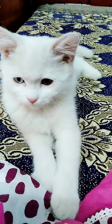 KITTY cat