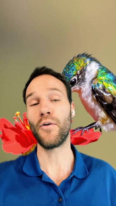 Le PLUS PETIT OISEAU du MONDE !