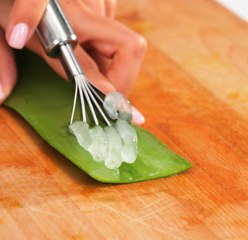 Aloe Vera Power : la plante à usages multiples par excellence pour tous les ménages !