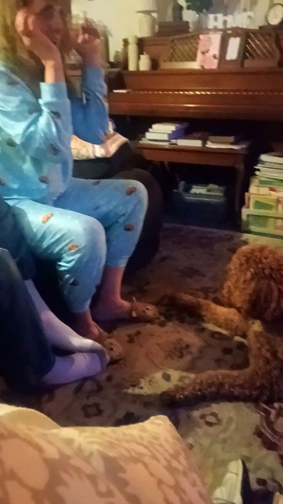 Paws to See This