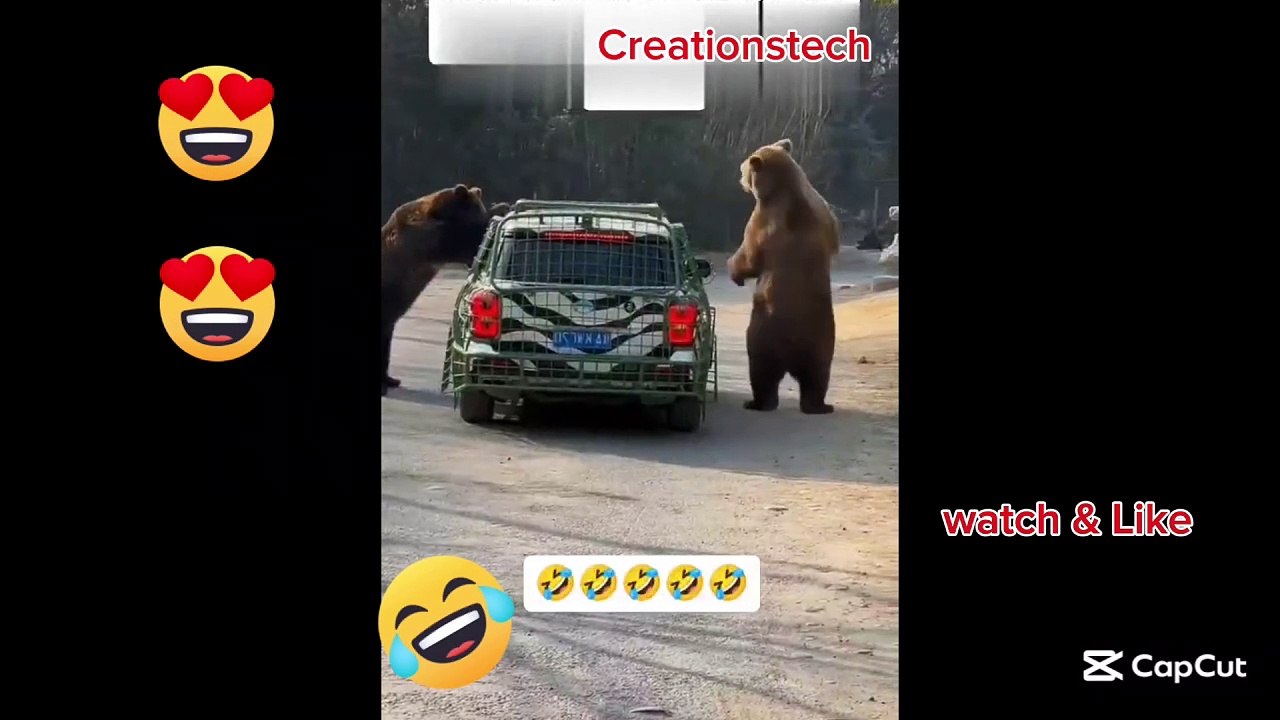 Dancing 🐻
