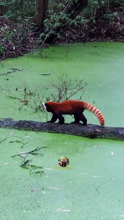 funny red panda