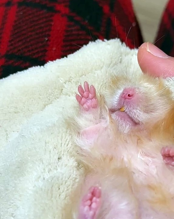 🐹🐾 Welcome to the ultimate hamster haven! In today’s entertaining video,