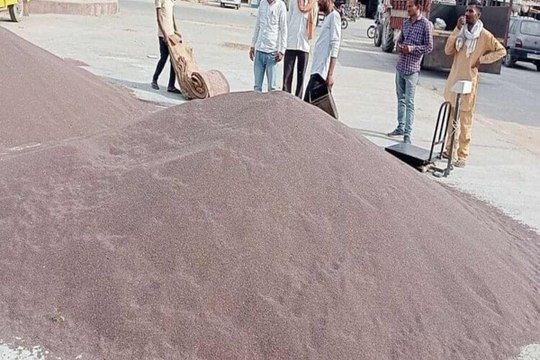 swm news...इस बार प्रति किसान 40 क्विंटल होगी सरसों व चना की खरीद