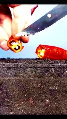 How to Grow and Care for Your Chili Pepper Plant 🌶️