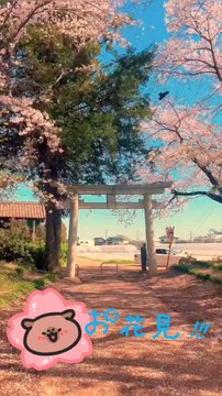 花見 Hanami Sakura 桜 Cherry blossoms 🌸 ❀
