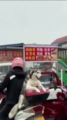 Funny🤣 ka hagama😁shots😄 videos