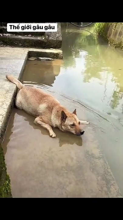 The World of Playful Pups - Episode 20