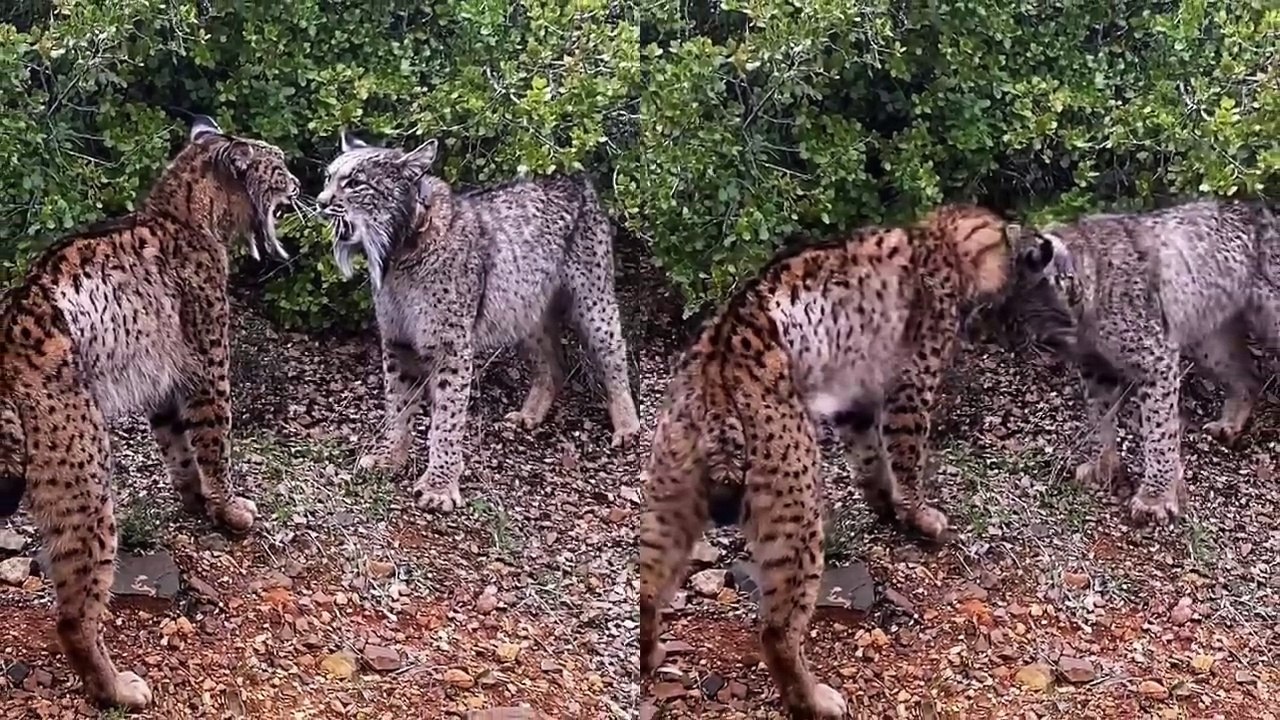 Así pelean a cabezazos y gritando en plena carretera dos feroces linces