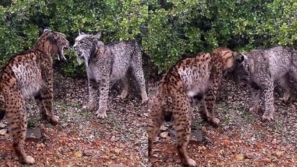 Así pelean a cabezazos y gritando en plena carretera dos feroces linces