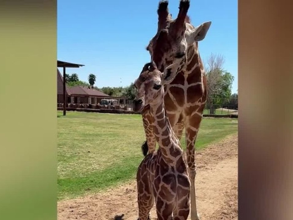 Großes Baby: Giraffe Bailey kommt im Zoo von Arizona zur Welt
