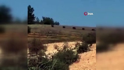 Ormanlık alanda görülen domuz sürüsü korkuttu