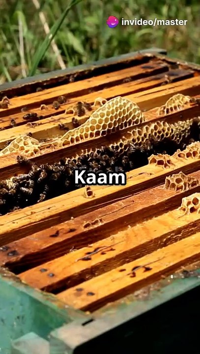 "A honeybee lives 45 days, working non-stop to gather nectar! 🐝🌸 #NatureFacts"