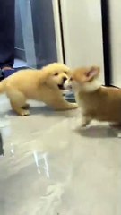 Why did you take my share🤣 so angry