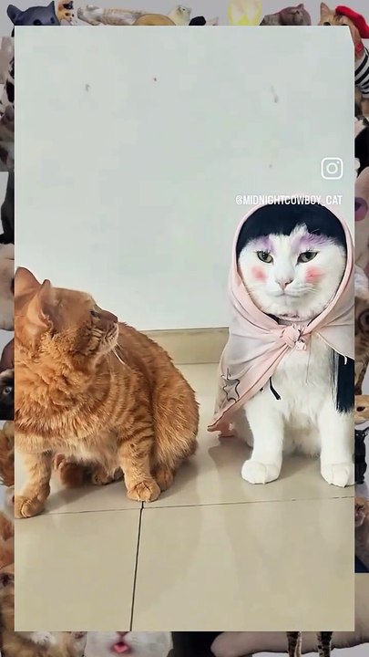 C'est quoi ce chat ? ?