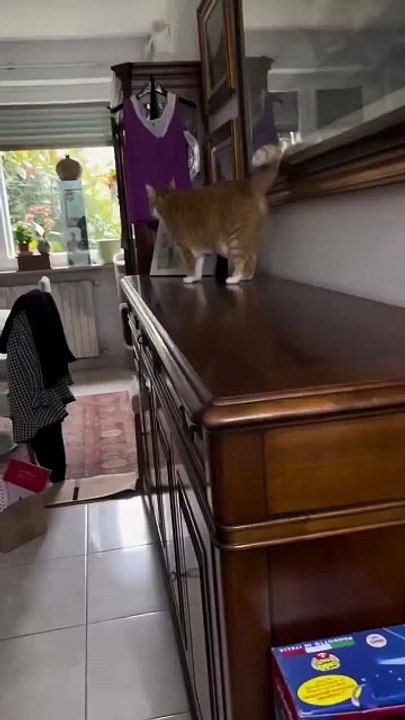 C'est quoi ce chat ? ?