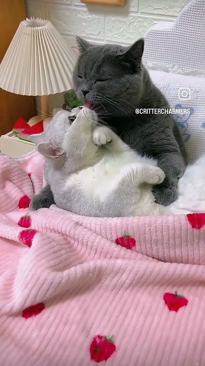 C'est quoi ce chat ? ?