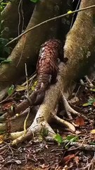 Saleemoffical presentation- Pangolin with baby.