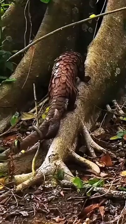 Saleemoffical presentation- Pangolin with baby.