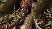 Saleemoffical presentation- Pangolin with baby.